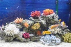 Оформление аквариума с сочетанием различных типов кораллов