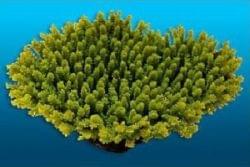 Образцы искусственных кораллов Nature’s Image